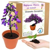 Nasiona i cebule - Prezent na Dzień Matki drzewko szczęścia bonsai prezent na Dzień Mamy róża - miniaturka - grafika 1