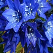 Nasiona i cebule - Brodiaea Queen Fabiola Hiacynt Kalifornijski 10 szt cebulki - miniaturka - grafika 1