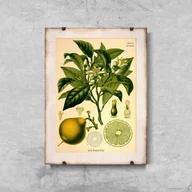 Plakaty - Plakat na ścianę Bergamotka - miniaturka - grafika 1