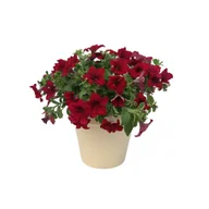 Kwiaty doniczkowe - Petunia crazytunia Mandeville - miniaturka - grafika 1