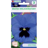 Nasiona i cebule - Bratek wielkokwiatowy niebieski z plamą W.Legutko - miniaturka - grafika 1