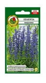 Nasiona i cebule - Szałwia omączona fioletowa 0,2 g PNOS Ożarów - miniaturka - grafika 1