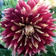 Nasiona i cebule - Dalia dekoracyjna Autumn Sunburst 1 szt. - miniaturka - grafika 1