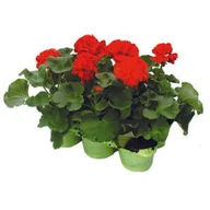 Kwiaty doniczkowe - Pelargonie rabatowe w 6-paku, śr.don. 9 cm - miniaturka - grafika 1