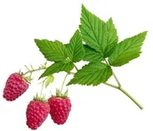 Akcesoria jeździeckie - EQUIHERBS Malina liść 1 kg - miniaturka - grafika 1