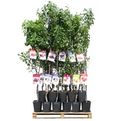 Sadzonki drzew krzewów - Drzewko owocowe - Jabłoń wys. 160 - 170 cm don. 5 l - miniaturka - grafika 1