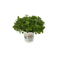 Kwiaty doniczkowe - Bazylia don 12 cm - miniaturka - grafika 1