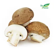 Zdrowa żywność - ŚWIEŻE PIECZARKI BRĄZOWE ŚWIEŻE BIO (POLSKA) (pudełko ok. 0,30 kg) - miniaturka - grafika 1