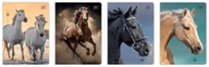 Zeszyty szkolne - Zeszyt w kratkę. A5 16k 70g. Wild Horses - miniaturka - grafika 1