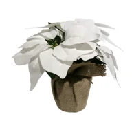 Ozdoby bożonarodzeniowe - Poinsecja biała w doniczce - miniaturka - grafika 1