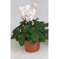 Kwiaty doniczkowe - Cyklamen doniczka 12 cm mix - miniaturka - grafika 1