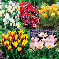 Nasiona i cebule - Zestaw 2 Tulipan Botaniczny 5 odmian 25 szt - miniaturka - grafika 1