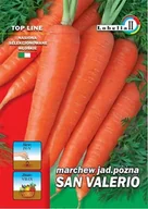 Nasiona i cebule - Marchew San Valerio 3g / L / - miniaturka - grafika 1