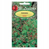 Nasiona i cebule - Poziomka Rugia - Nasiona - miniaturka - grafika 1