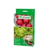 Nasiona i cebule - Nasiona na taśmie - zestaw: rzodkiewka Saxa 2 i sałata May King (Królowa Majowych) W.Legutko - miniaturka - grafika 1