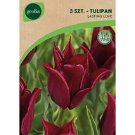 Nasiona i cebule - Tulipan Lasting Love 12/+ 3szt. Cebulki kwiatów Geolia - miniaturka - grafika 1