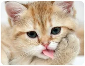 Podkładki pod mysz - PODKŁADKA POD MYSZKĘ KOTY KOT Z IMIENIEM 23x19CM DO LAPTOPA - miniaturka - grafika 1