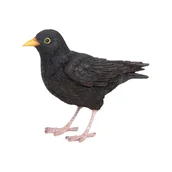 Figurki dekoracyjne - Figurka ptak ptaszek kos dekoracja ogrodu oczka - miniaturka - grafika 1