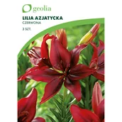 Nasiona i cebule - Lilia azjatycka Red 3szt. cebulki kwiatów Geolia - miniaturka - grafika 1