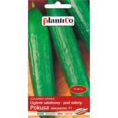 Nasiona i cebule - Ogórek szklarniowy Pokusa średni - 1 g - miniaturka - grafika 1