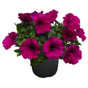 Kwiaty doniczkowe - Surfinia - miniaturka - grafika 1