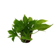 Kwiaty doniczkowe - Wilec - miniaturka - grafika 1