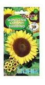 Nasiona i cebule - Słonecznik ozdobny Bambino 2 g POLAN - miniaturka - grafika 1