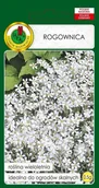 Nasiona i cebule - Rogownica Biała 0.5 g PNOS - miniaturka - grafika 1