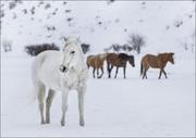 Plakaty - A mixed herd of wild and domesticated horses frolics on the Ladder Livestock ranch, at the Wyoming-Colorado border., Carol Highsmith - plakat 100x70 c - miniaturka - grafika 1