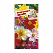 Nasiona i cebule - Dalia zmienna Mignon mieszanka 1g / O / - miniaturka - grafika 1