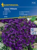 Nasiona i cebule - Lobelia Przylądkowa Kaiser Wilhelm - miniaturka - grafika 1