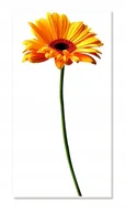 Naklejki na ścianę - Naklejki ścienne kwiaty 100cm Gerber 1 żółty, 100x45 cm - miniaturka - grafika 1