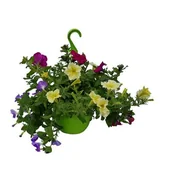 Kwiaty doniczkowe i cięte - Rośliny kwitnące w wiszącej donicy, wys.30 cm, śr.don.21 cm - miniaturka - grafika 1