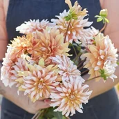 Nasiona i cebule - Dalia dekoracyjna Orange & Snow 1 szt. - miniaturka - grafika 1