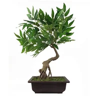 Sztuczne drzewka - Leaf Sztuczne drzewo, mieszanka materiałów, bonsai Ruscus, 50 cm - miniaturka - grafika 1