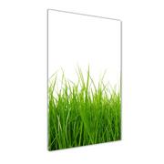 Foto gadżety - Foto obraz szkło hartowane Zielona trawa - miniaturka - grafika 1