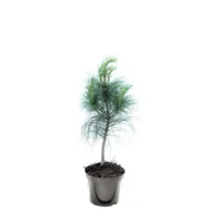 Sadzonki drzew krzewów - Sosna himalajska, wys.40-60 cm, don.2 l - miniaturka - grafika 1