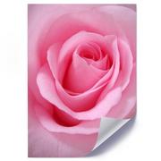 Plakaty - Plakat poster FEEBY, Róża Kwiat roślina różowy 30x40 - miniaturka - grafika 1