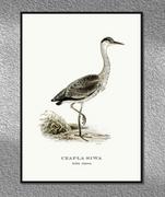 Plakaty - Plakat Czapla siwa, grafika ze starego Atlasu Ptaków 21x30 (A4) / DodoPrint - miniaturka - grafika 1