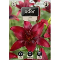 Nasiona i cebule - Lilia azjatycka America 1 sztuka Eden - miniaturka - grafika 1