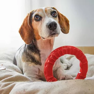 Ferplast Smile pierścień do żucia dla psów, czerwony, rozmiar L, Ø 20 x wys. 3,9 cm| Dostawa i zwrot GRATIS od 99 zł - Zabawki dla psów - miniaturka - grafika 1