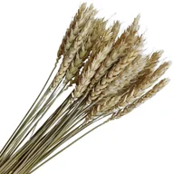 Sztuczne kwiaty - [59069] Suszone zboże pszenica naturalna wiązka około 35szt - miniaturka - grafika 1