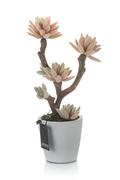 Sztuczne kwiaty - Roślina sztuczna - kaktusy na drzewie_Aluro - miniaturka - grafika 1