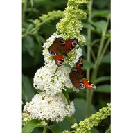 Kwiaty doniczkowe - Krzew Kwitnący Ogród Non stop C1 mix - miniaturka - grafika 1