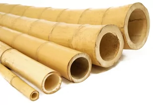Bambus DEKORACYJNY, GRUBY, OZDOBNY 240 cm 120/140 mm - Ogrodzenia - miniaturka - grafika 1