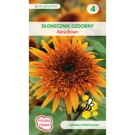 Nasiona i cebule - Słonecznik ozdobny Astra nasiona 1g W. Legutko - miniaturka - grafika 1
