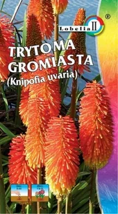 Trytoma Gromiasta 0,5g / L / - Nasiona i cebule - miniaturka - grafika 1