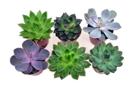 Kwiaty doniczkowe - Echeveria  mix  6 szt , DUŻE P8 - miniaturka - grafika 1