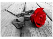 Fototapety - Oobrazy Fototapeta, Czerwona róża, 8 elementów, 368x248 cm - miniaturka - grafika 1