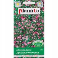 Nasiona i cebule - Nasiona Gipsówka Wytworna Karminowa 1 Gram Plantico - miniaturka - grafika 1